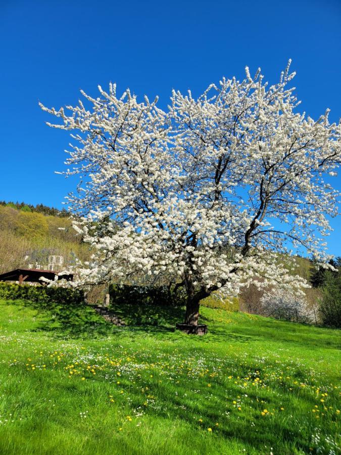 Blue Pension Svoboda nad Úpou Extérieur photo